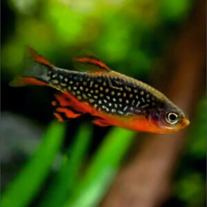 Galaxy Rasbora