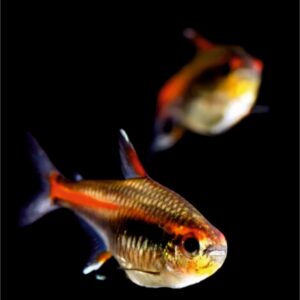 Işıklı Neon Tetra