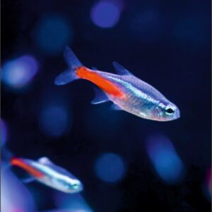 Neon Tetra