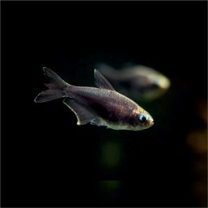 Black Emperor Tetra