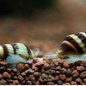 Helena Katil Salyangoz