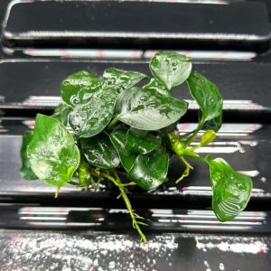 Anubias barteri var nana (fatty/thick leaf)