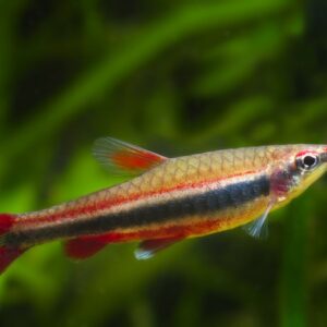 Nannostomus beckfordi – Kalem Tetra