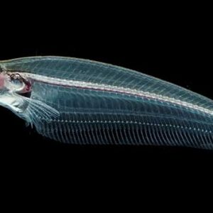 Cam Kedibalığı- Buz Balığı (Kryptopterus spp.)