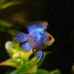 Elektrik Mavi Balon Ramirezi