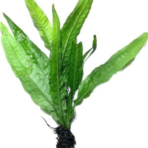 Microsorum pteropus 1 kök (L)