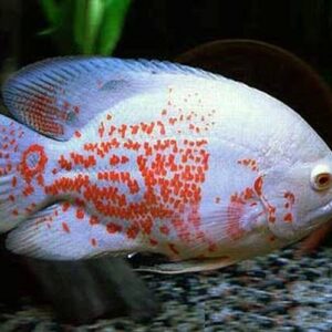 Astronot 10-12 cm  (Astronotus ocellatus)