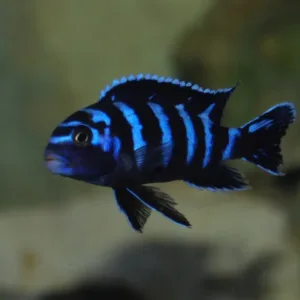 Demasoni 3 cm (Chindongo demasoni)