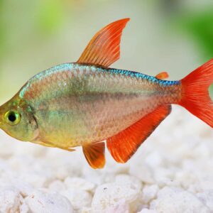 Colombia Redfin Tetra