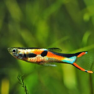 Endler Red Chest Lepistes