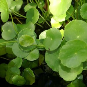 Hydrocotyle Bonariensis (Saksı)