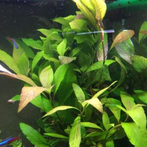 Hygrophila Cherry Leaf (saksı)