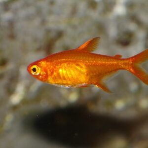Ember Tetra (Ateş Tetra) Hyphessobrycon amandae