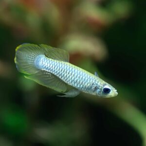 Normans Lamp eye Killifish ( Poropanchax normani )