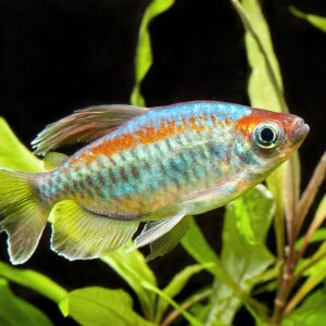 Kongo Tetra (Congo Tetra) Phenacogrammus interruptus