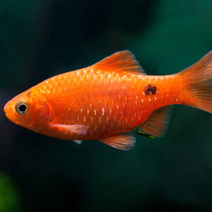 Konkinyus Gül Barb ( Puntius conchonius )