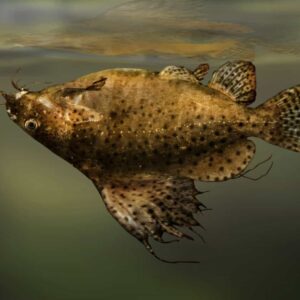 Ters Yüzen Çöpçü