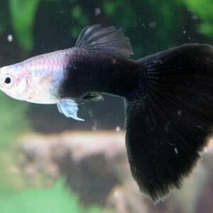 Half Black Lepistes (Poecilia reticulata)