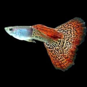 Metal Red Lace Lepistes (Poecilia reticulata)