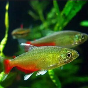 Rathbun Bloodfin Tetra (Aphyocharax rathbuni) L boy