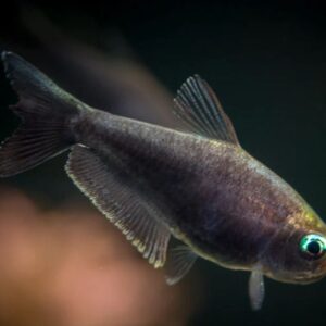 Black Emperor Tetra XL (Nematobrycon palmeri)