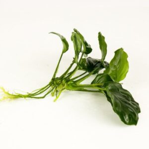 Anubias barteri round (golden coin) 1 kök