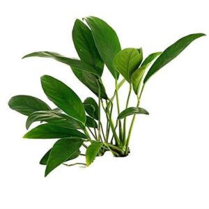 Anubias barteri var glabra (lanceolata) 1 kök