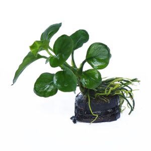 Anubias barteri petite round 1 kök