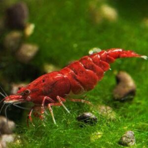 Bloody Mary Karides (Neocaridina davidi Bloody Mary)