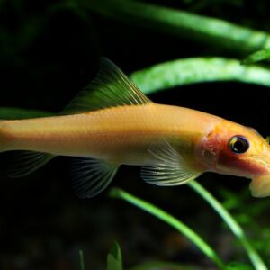 CAE – Altın Vantuzlu Çöpçü (Chinese Algae Eater)