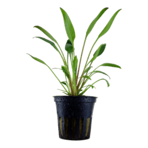 Cryptocoryne lutea (Saksı)