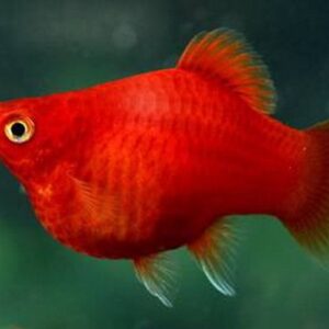 Balon Plati (Balloon Platy)