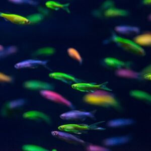 Zebra Danio (Danio rerio) L boy