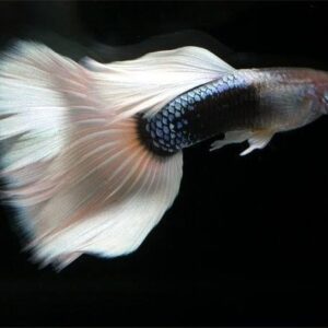 HB White Lepistes (Poecilia reticulata)