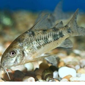 Komando Çöpçü Balığı M boy