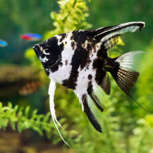 Melek Balığı (Pterophyllum scalare) L-XL boy