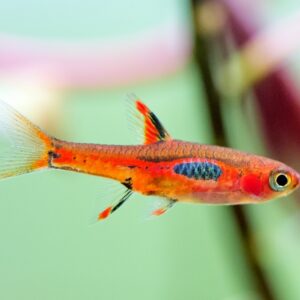 Phoenix Rasbora (Boraras merah)
