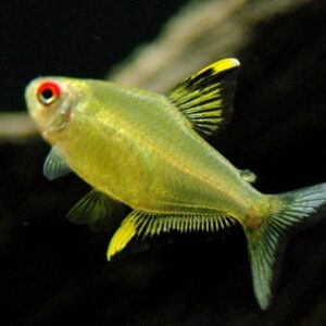 Limon Tetra (Hyphessobrycon pulchripinnis)